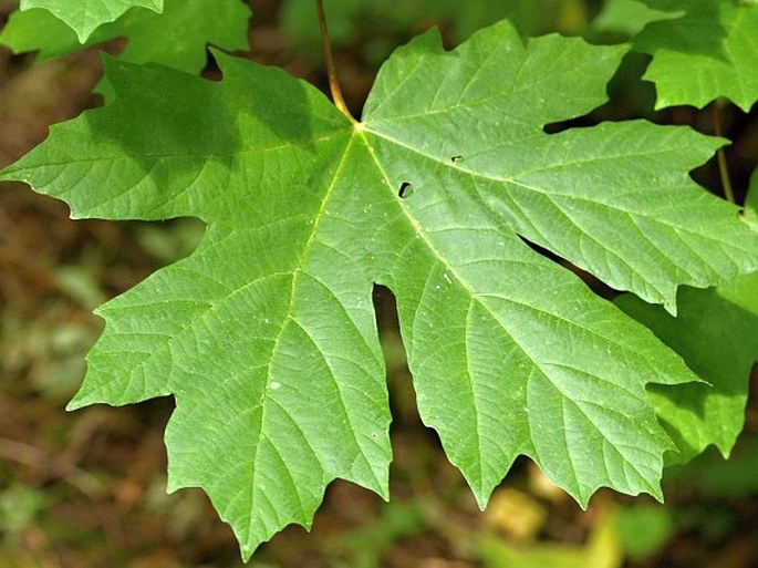 Acer macrophyllum