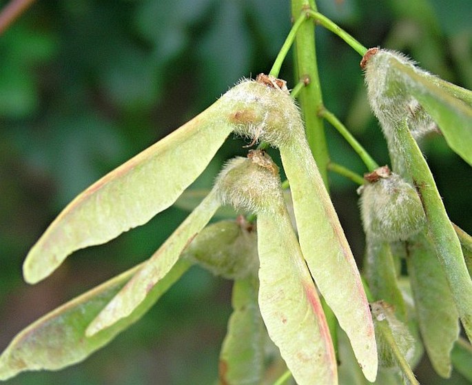 Acer macrophyllum