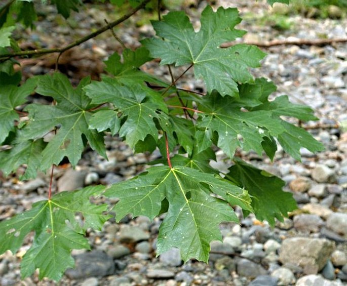 Acer macrophyllum