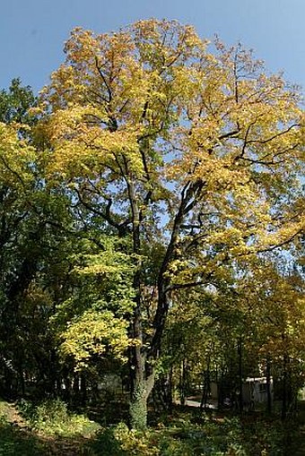 Acer platanoides