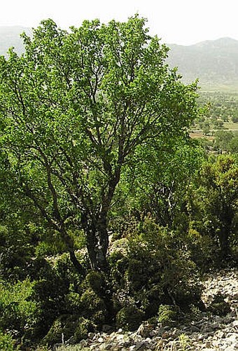 Acer sempervirens