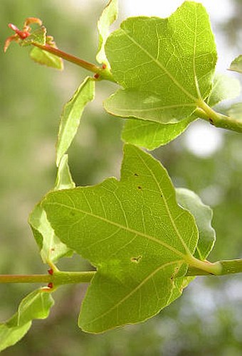 Acer sempervirens