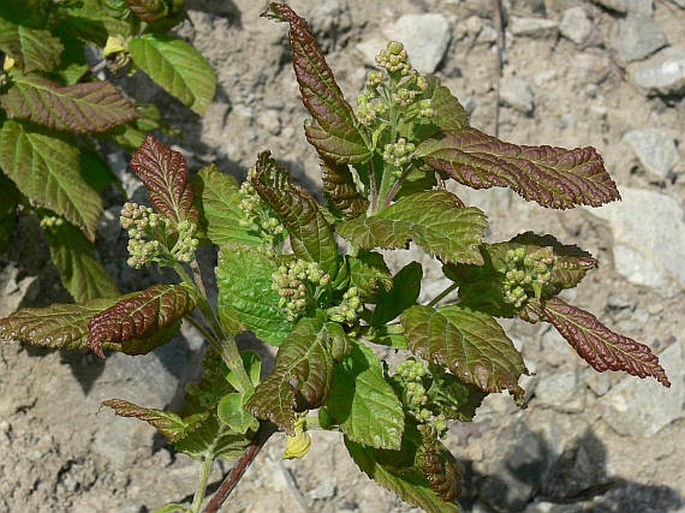 ACER TATARICUM L. – javor tatarský / javor tatársky