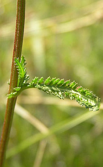 Achillea aspleniifolia