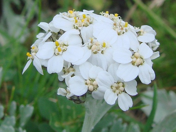 ACHILLEA CLAVENNAE L. – řebříček / rebríček