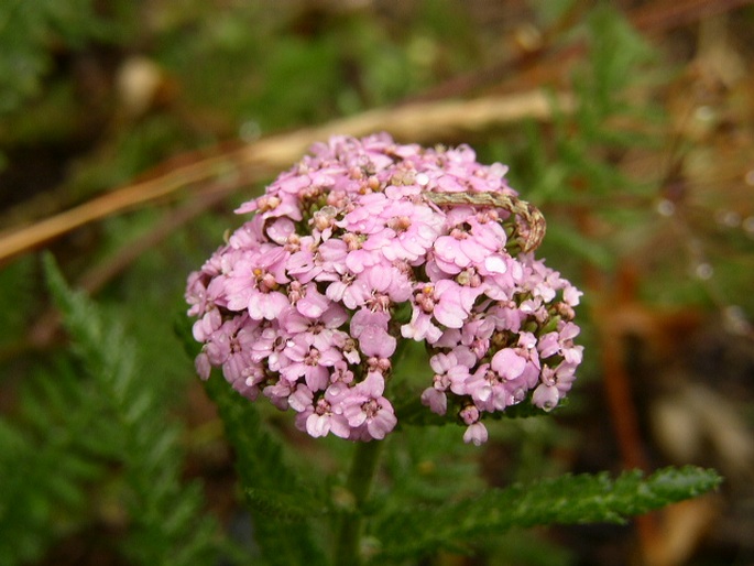 Achillea millefolium sudetica