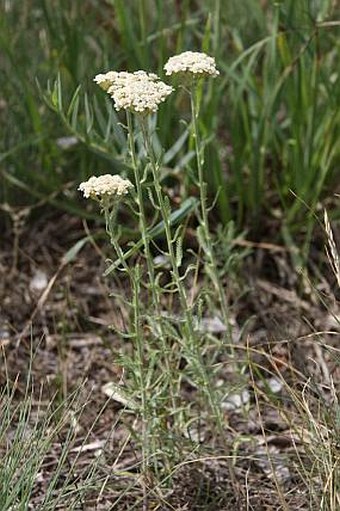 Achillea ochroleuca