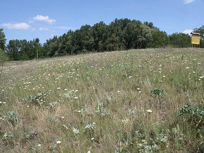 Achillea ochroleuca