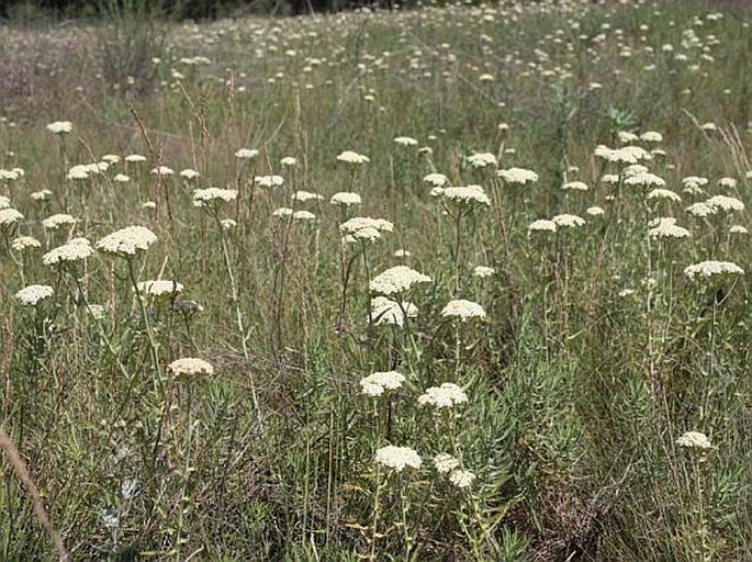 Achillea ochroleuca