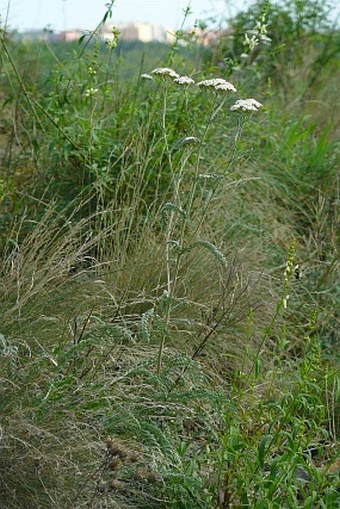 Achillea pannonica