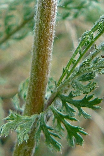 Achillea pannonica