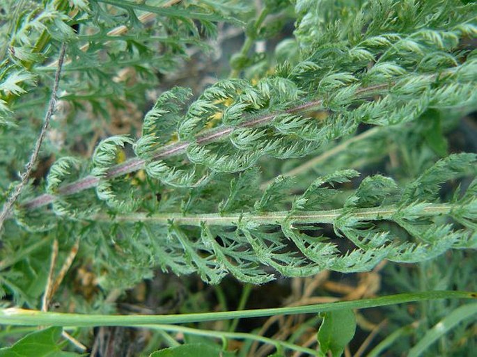 Achillea pannonica