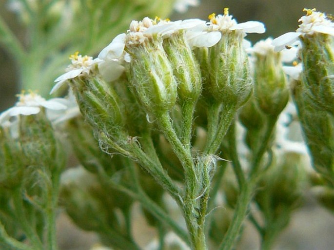 Achillea pannonica