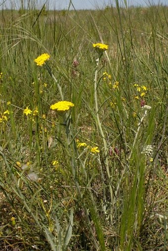 Achillea phrygia