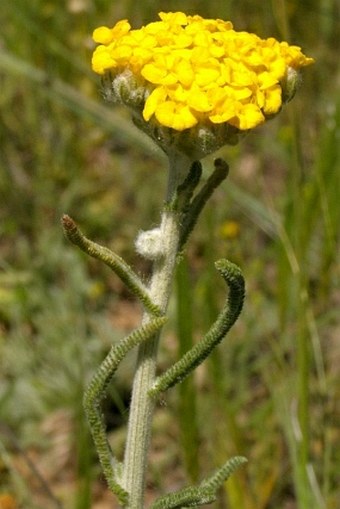 Achillea phrygia