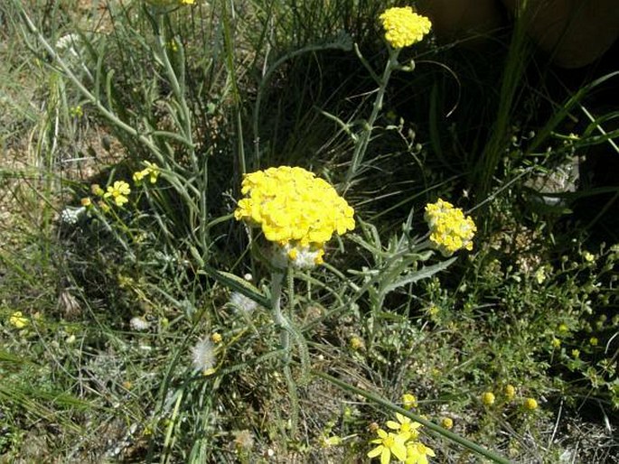 Achillea phrygia