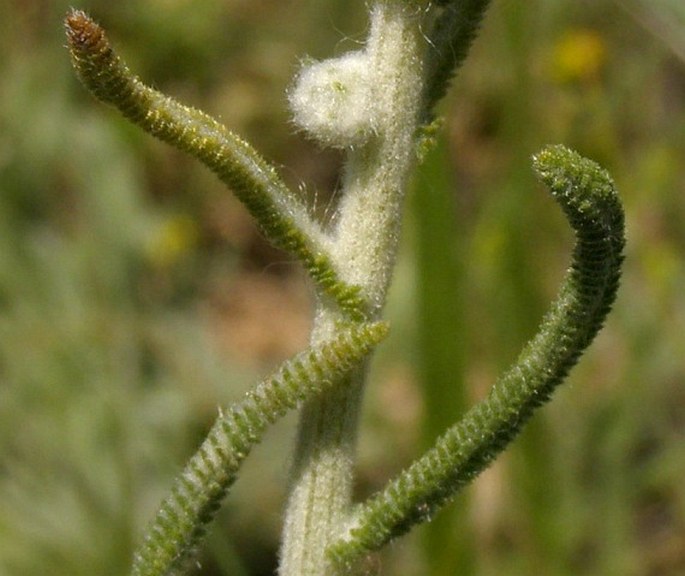 Achillea phrygia