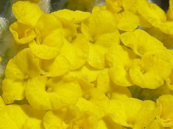 Achillea phrygia