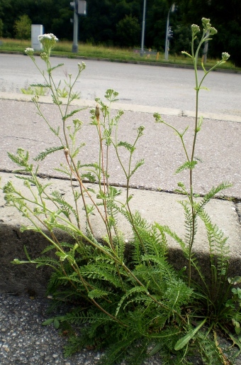 Achillea pratensis