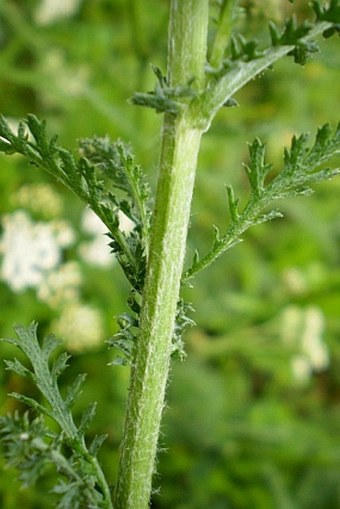 Achillea pratensis