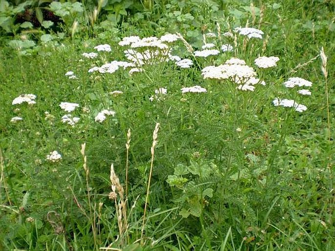 Achillea pratensis