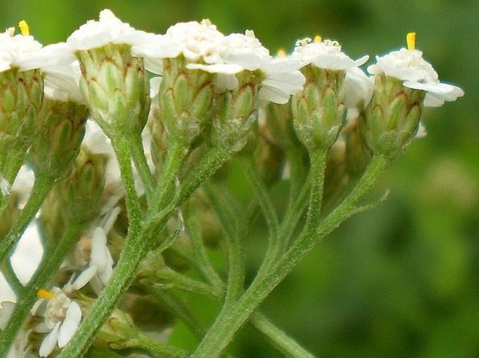 Achillea pratensis