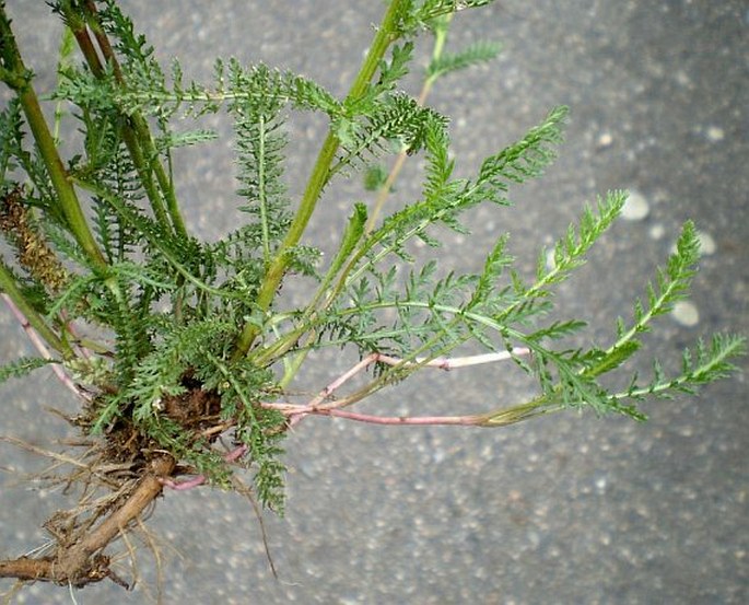 Achillea pratensis