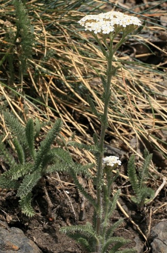 Achillea setacea