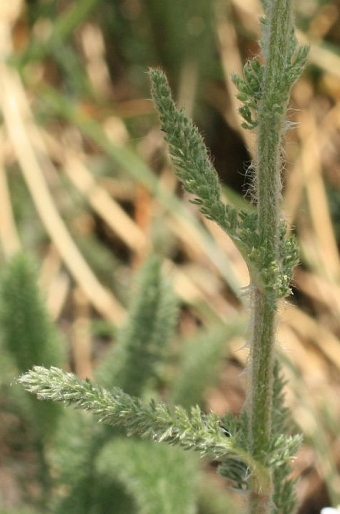 Achillea setacea