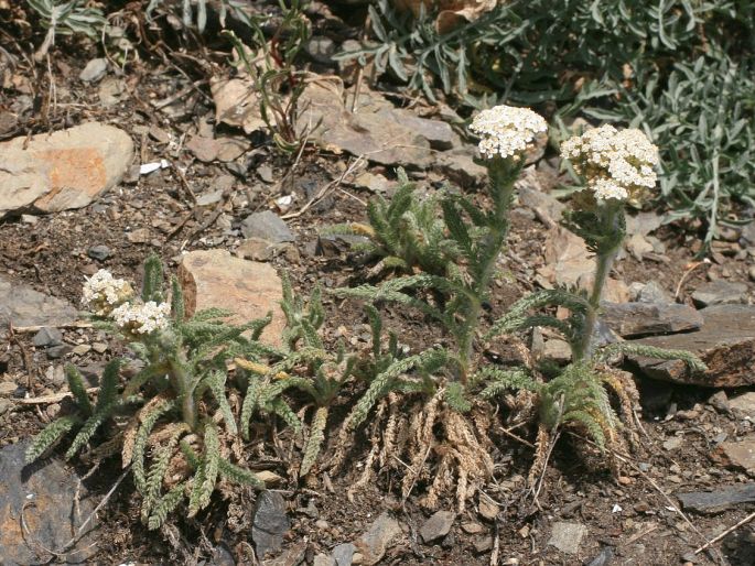 Achillea setacea