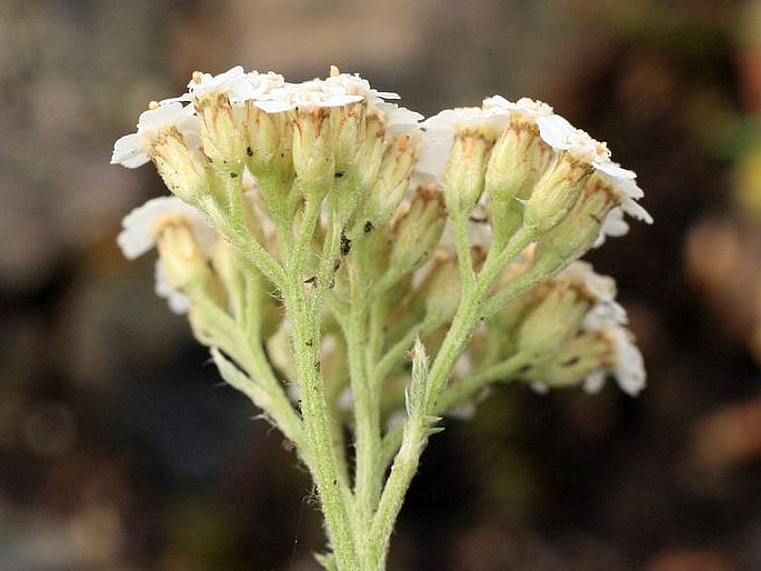 Achillea setacea