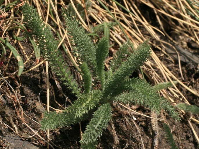 Achillea setacea