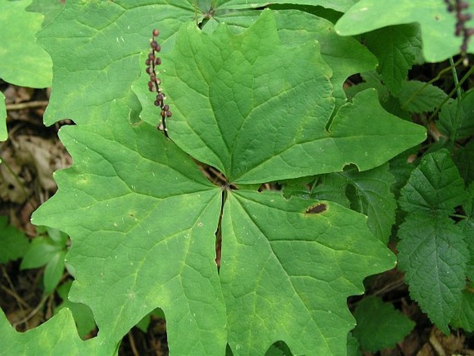 ACHLYS TRIPHYLLA (Sm.) DC.