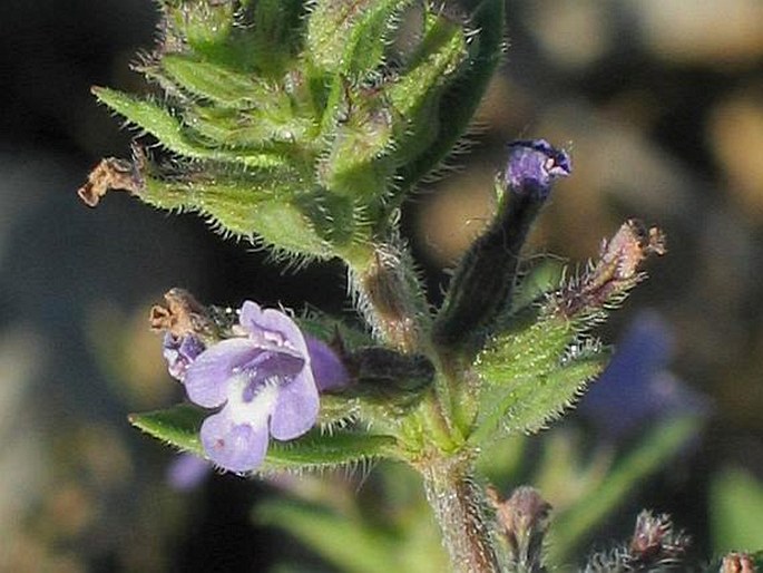 Acinos arvensis