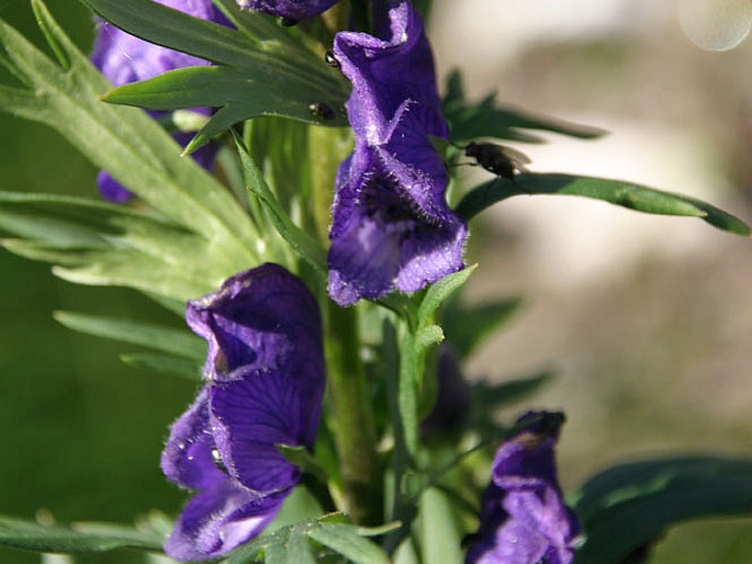 Aconitum firmum subsp. firmum