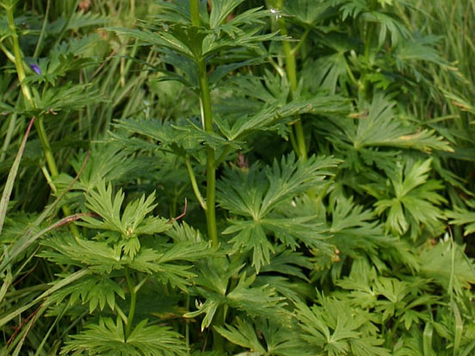 Aconitum firmum subsp. firmum