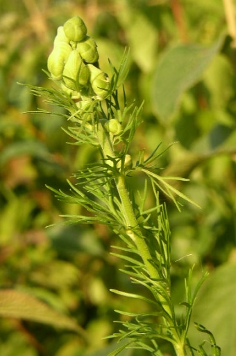 Aconitum anthora