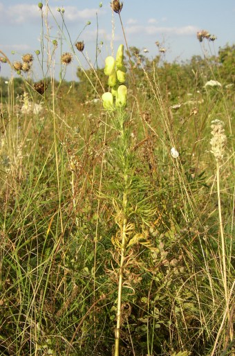 Aconitum anthora