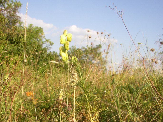 Aconitum anthora