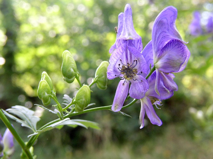 Aconitum variegatum