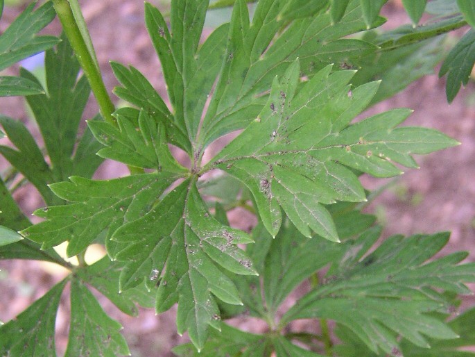 Aconitum variegatum