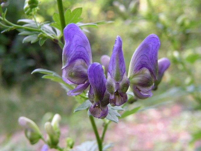 Aconitum variegatum