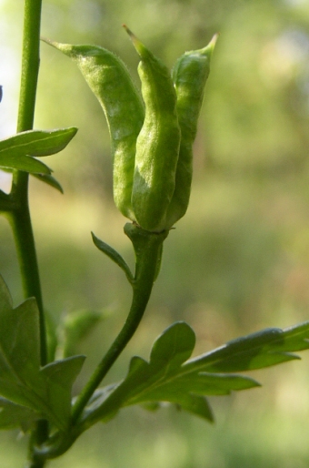 Aconitum variegatum