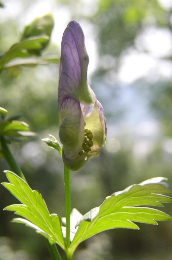 Aconitum variegatum