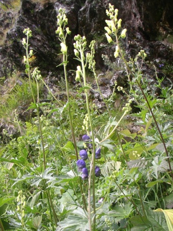 Aconitum lycoctonum lycoctonum