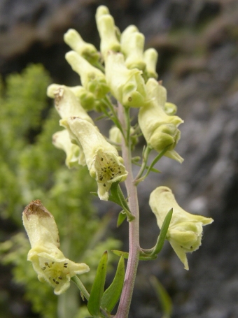 Aconitum lycoctonum lycoctonum