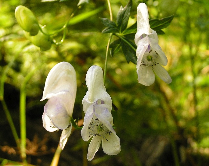 Aconitum variegatum