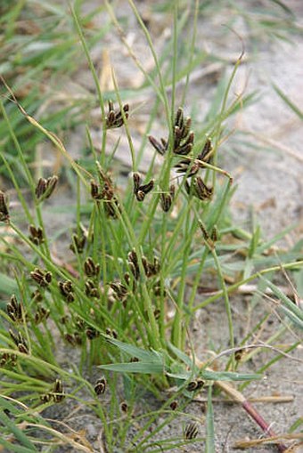 Cyperus pannonicus