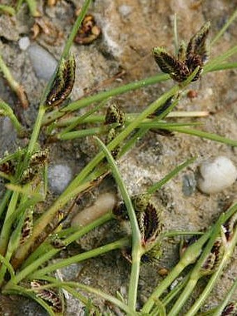 Acorellus pannonicus