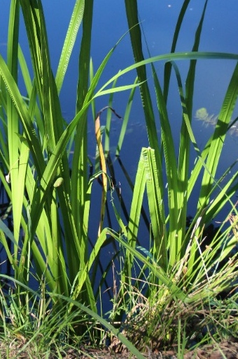 Acorus calamus